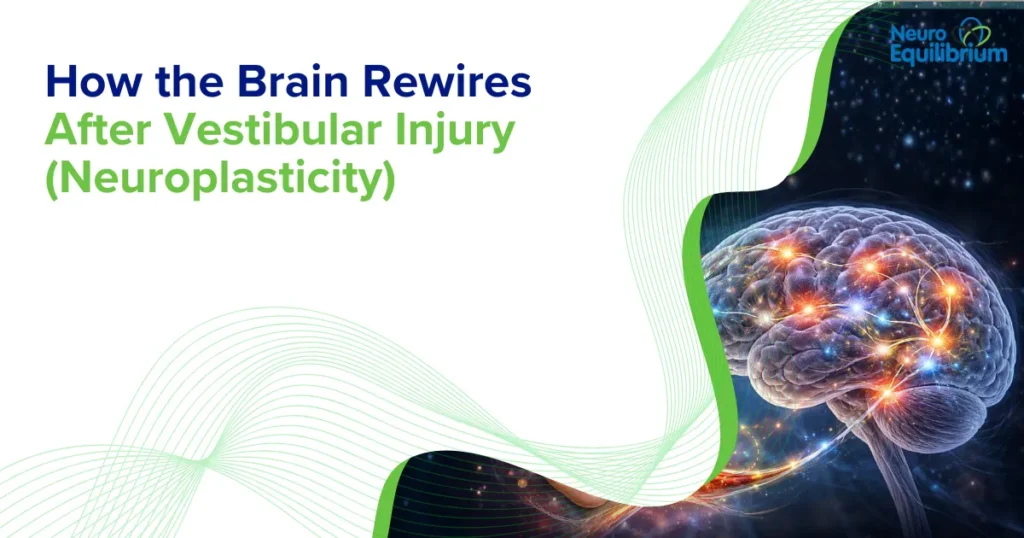 How the Brain Rewires After Vestibular Injury (Neuroplasticity)